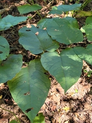 Reynoutria sachalinensis