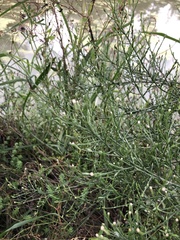 Symphyotrichum subulatum
