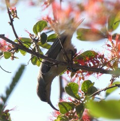 Nectariniidae