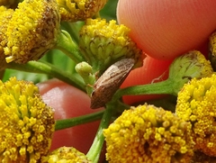 Aphrodinae
