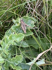 Chorthippus macrocerus