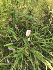 Persicaria maculosa