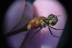 Arrenurus