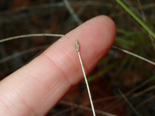 Image of Eleocharis erythropoda by (c) Katherine Baird, some rights reserved (CC BY)