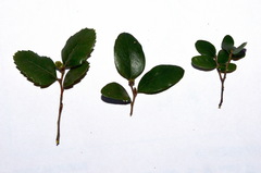 Nothofagus × apiculata