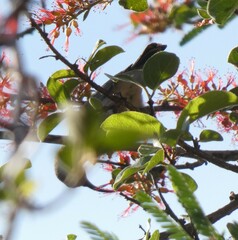 Nectariniidae