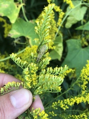 Oecanthus nigricornis