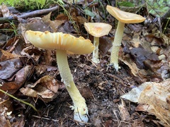 Amanita wellsii