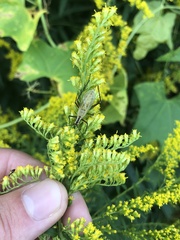 Oecanthus nigricornis