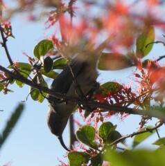 Nectariniidae