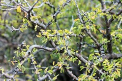 Vachellia glandulifera