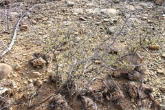 Vachellia glandulifera