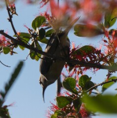 Nectariniidae