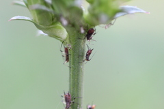 Macrosiphini