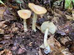 Amanita wellsii
