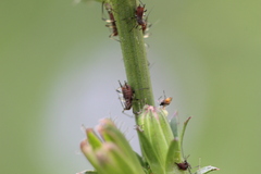 Macrosiphini