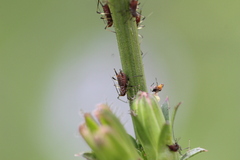 Macrosiphini
