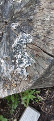 Punctelia bolliana