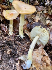 Amanita wellsii