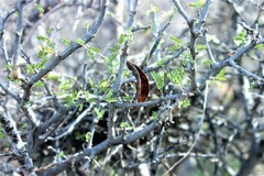 Vachellia glandulifera