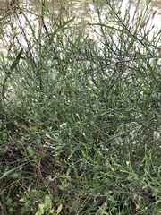 Symphyotrichum subulatum