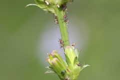Macrosiphini