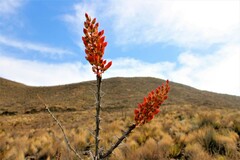 Fouquieria splendens