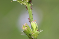 Macrosiphini
