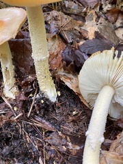 Amanita wellsii