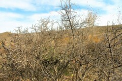 Vachellia glandulifera