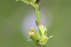 Macrosiphini