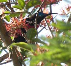 Chalcomitra senegalensis