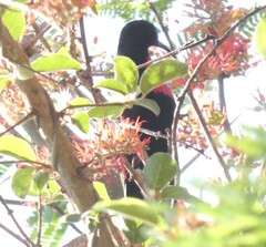 Chalcomitra senegalensis