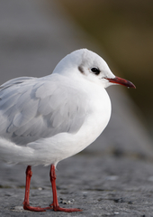 Chroicocephalus ridibundus