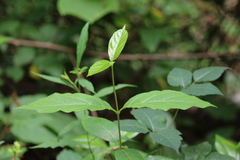 Euonymus americanus