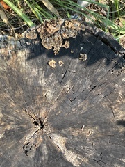 Coriolopsis gallica