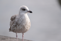 Larus argentatus