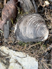 Corbicula fluminalis