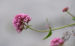 Centranthus ruber