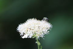 Hydrangea arborescens