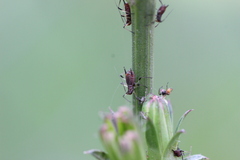 Macrosiphini