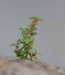 Parietaria judaica