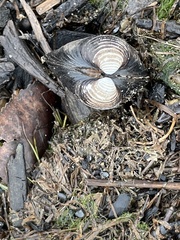 Corbicula fluminalis