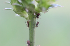 Macrosiphini