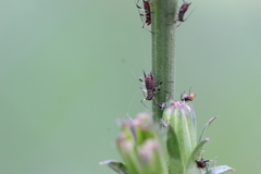 Macrosiphini