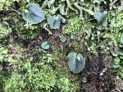 Corybas oblongus