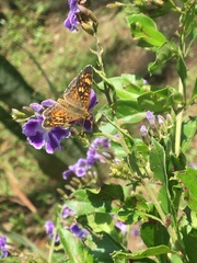 Phyciodes pallescens