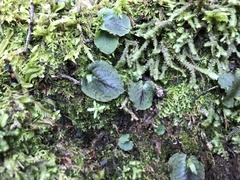 Corybas oblongus