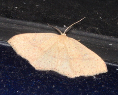 Cosymbiini