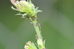 Macrosiphini